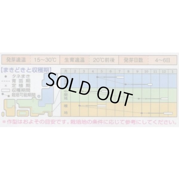 画像2: 送料無料　[キャベツ]　コールラビ　グランドデューク　1.3ml　タキイ種苗(株)　RF (2)