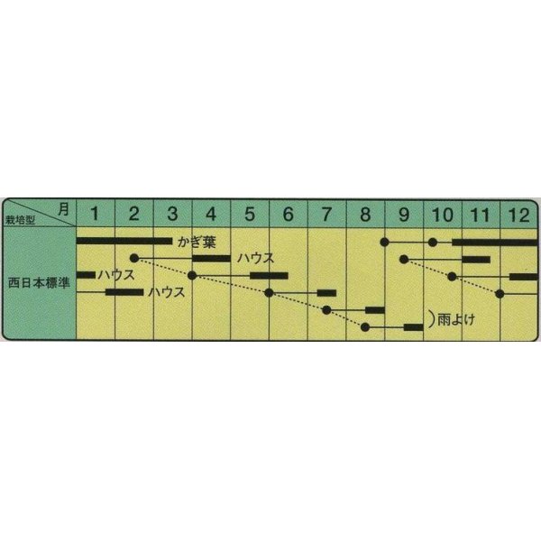 画像3: [葉物]　わさび菜　コート5千粒　  中原採種場（株） (3)