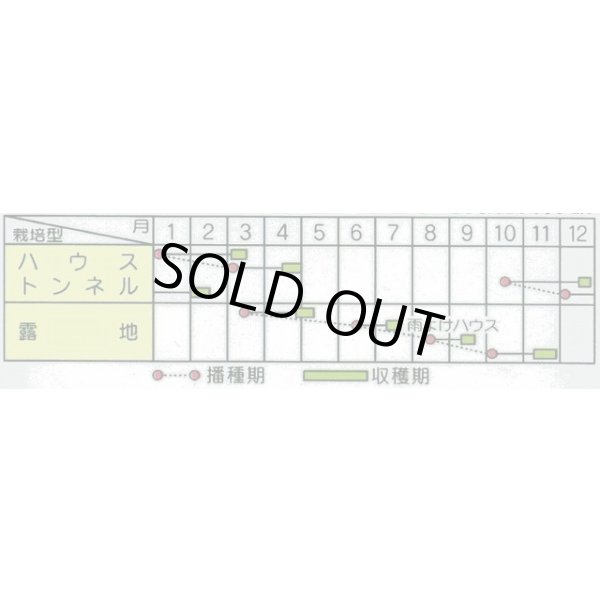 画像2: 送料無料　みず菜　早生水天　約1200粒　(株)サカタのタネ　実咲350（002964） (2)