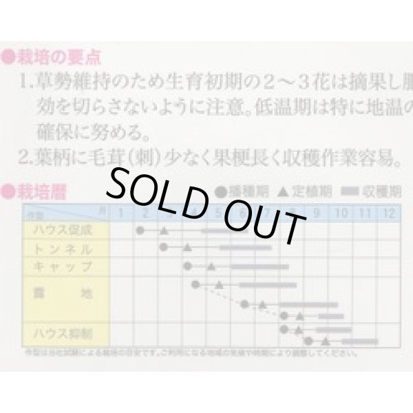 画像2: 送料無料　[ズッキーニ]　ゼルダ・ネロ　10粒　トキタ種苗(株) (2)