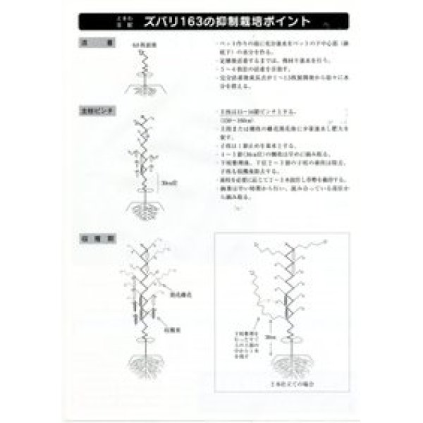 画像3: [キュウリ]　ズバリ163　350粒　（株）（株）ときわ研究場 (3)