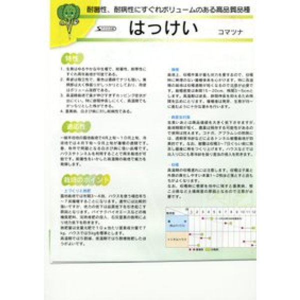画像3: 送料無料 [小松菜] はっけい 20ml （株）サカタのタネ (3)