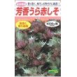 画像1: [葉物]　赤しそ　芳香うら赤しそ　5ｍｌ　松永種苗（株） (1)