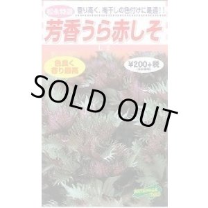 画像: 送料無料　赤しそ　芳香うら赤しそ　5ml　松永種苗(株)