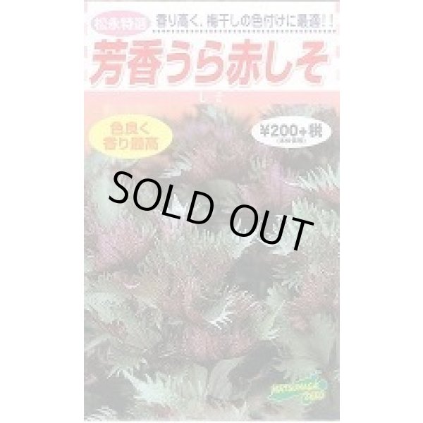 画像1: 送料無料　赤しそ　芳香うら赤しそ　5ml　松永種苗(株) (1)