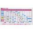 画像2: [カリフラワー]　ホワイトベル60粒　渡辺交配 (2)