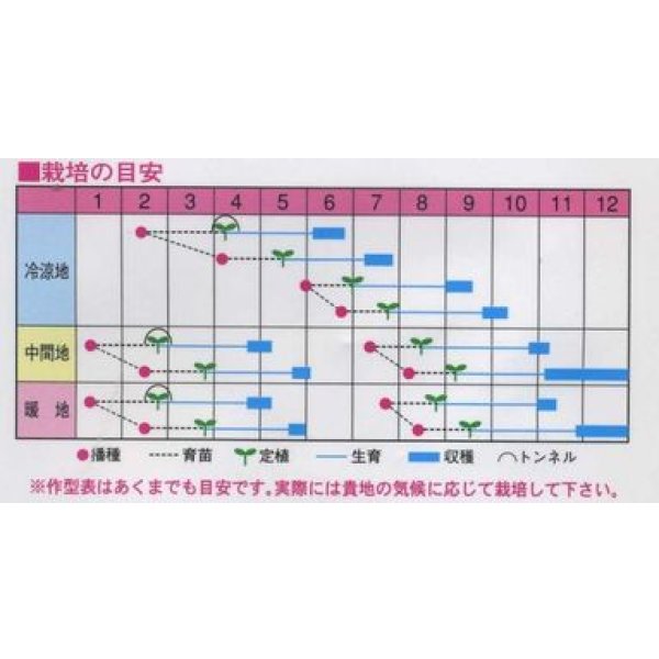 画像2: 送料無料　[カリフラワー]　ホワイトベル60粒　渡辺農事（株） (2)