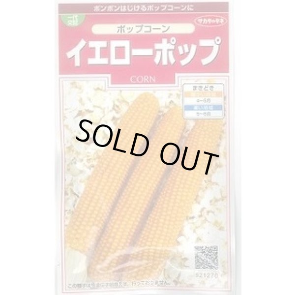 画像1: 送料無料　[とうもろこし]　ポップコーン　イエローポップ　約75粒　(株)サカタのタネ　実咲350（002892） (1)
