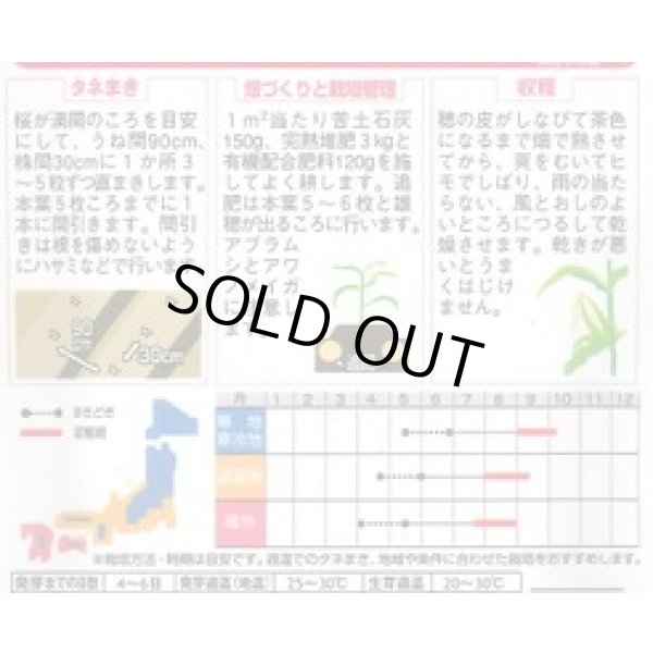 画像2: 送料無料　[とうもろこし]　ポップコーン　イエローポップ　約75粒　(株)サカタのタネ　実咲350（002892） (2)
