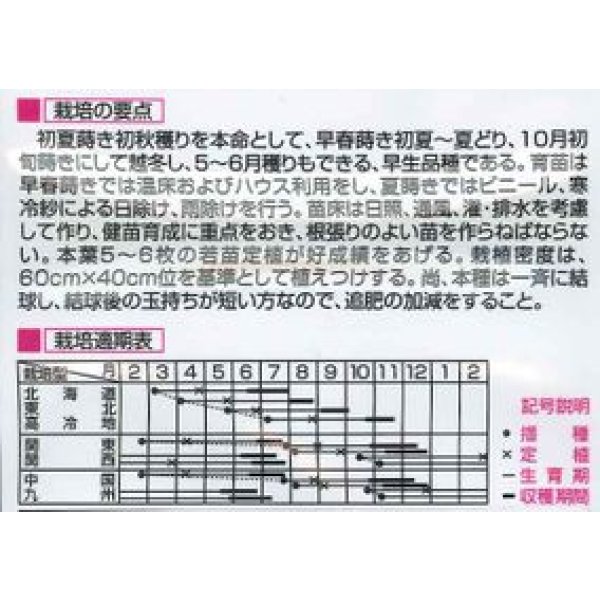 画像2: 送料無料　[キャベツ]　金力甘藍　1ml　（株）大和農園 (2)