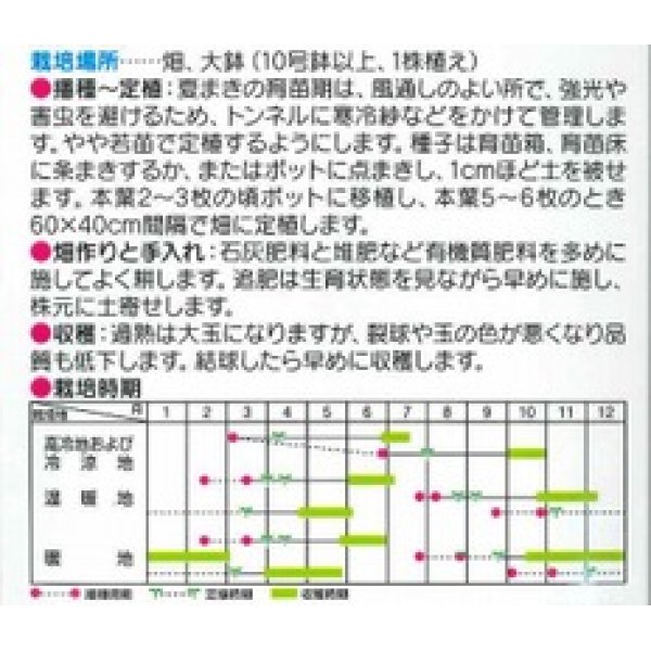 画像2: [キャベツ]　金系201号　コート5000粒　サカタ交配　 (2)