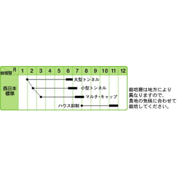 画像2: [スイカ]　小玉スイカ　黒竜西瓜　小袋(10粒)　中原採種場（株） (2)