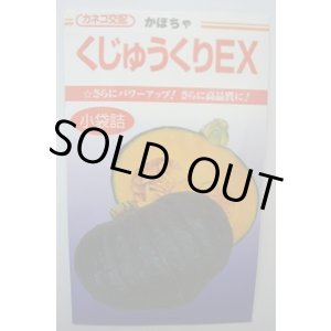 画像: 送料無料　[かぼちゃ]　くじゅうくりEX南瓜　50粒　カネコ種苗（株）