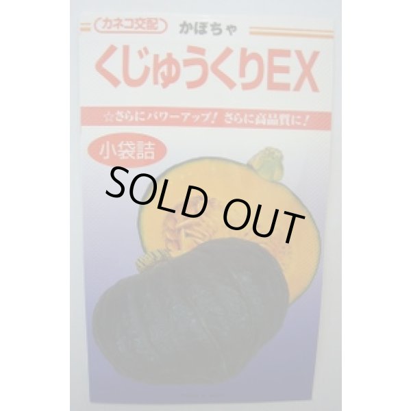 画像1: 送料無料　[かぼちゃ]　くじゅうくりEX南瓜　50粒　カネコ種苗（株） (1)