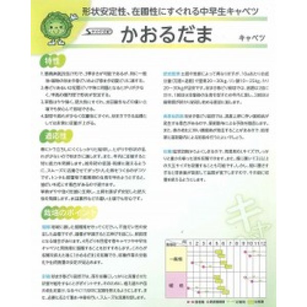画像2: 送料無料　[キャベツ]　かおるだま　コート5千粒　（株）サカタのタネ (2)
