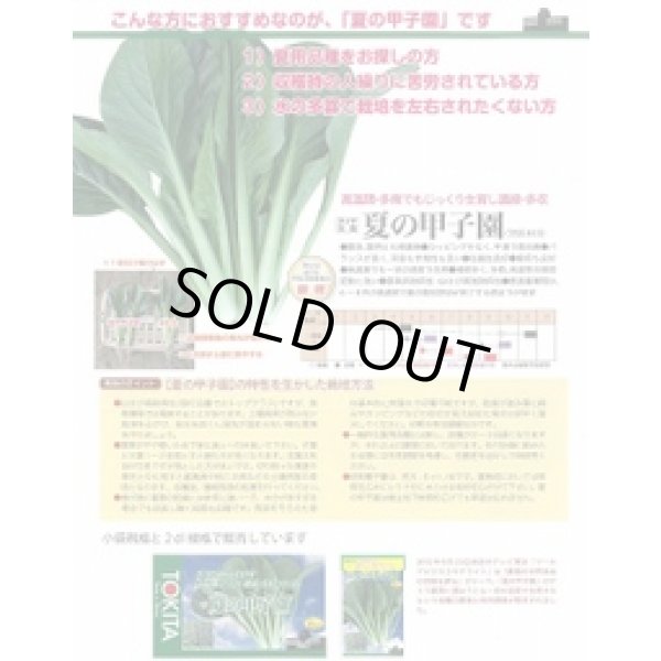 画像3: 送料無料　[小松菜]　夏の甲子園　2dl　トキタ種苗(株) (3)