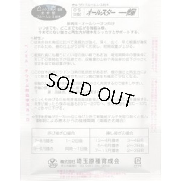 画像3: [台木/キュウリ用] オールスター一輝 20粒 （株）埼玉原種育成会 (3)
