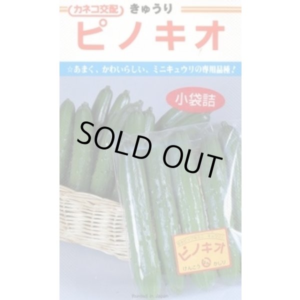 画像1: [キュウリ] ピノキオ 350粒 カネコ種苗（株） (1)