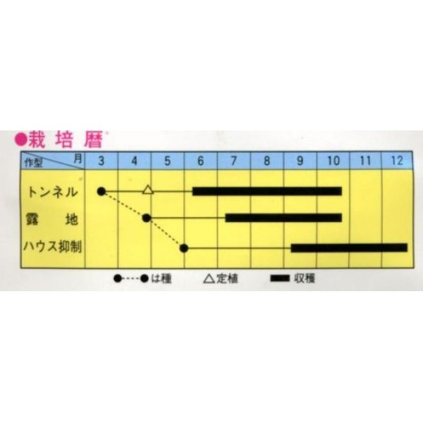 画像2: [オクラ]　レディフィンガー　　10ml（およそ100粒）　　トキタ種苗（株） (2)