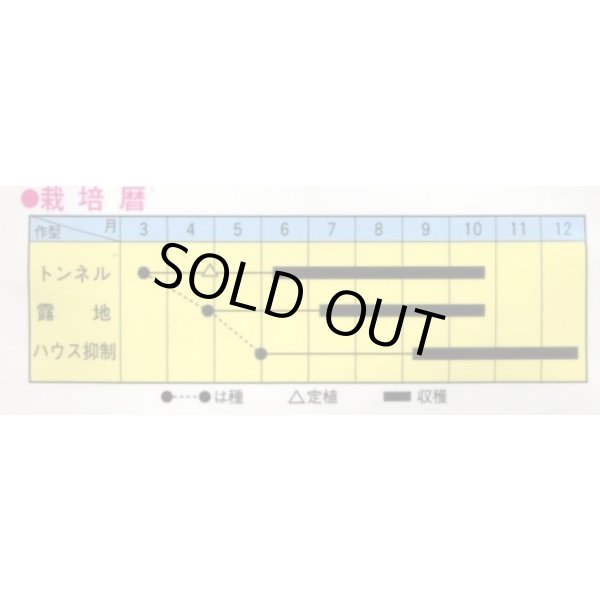 画像2: 送料無料　[オクラ]　レディーフィンガー　10ml(およそ100粒)　トキタ種苗(株) (2)