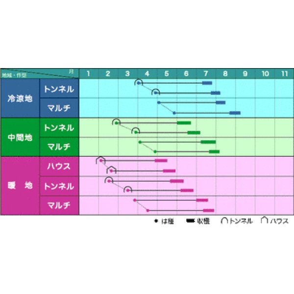 画像2: [とうもろこし]　サニーショコラ　200粒　ヴィルモランみかど (2)