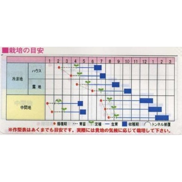 画像2: [カリフラワー]　スパイラル　コート1000粒　渡辺農事 (2)