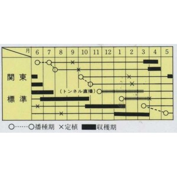 画像2: [ねぎ]　長悦葱　コート６千粒　ヴィルモランみかど (2)