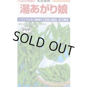 画像: [枝豆]　湯あがり娘　約100粒　カネコ種苗（株）