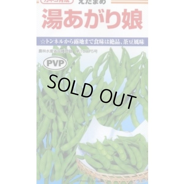 画像1: 送料無料　[枝豆]　湯あがり娘　約100粒　カネコ種苗（株）(株) (1)