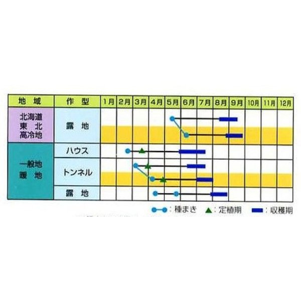 画像2: [枝豆]　ユキムスメ　70ml（およそ140粒）　雪印種苗(株） (2)