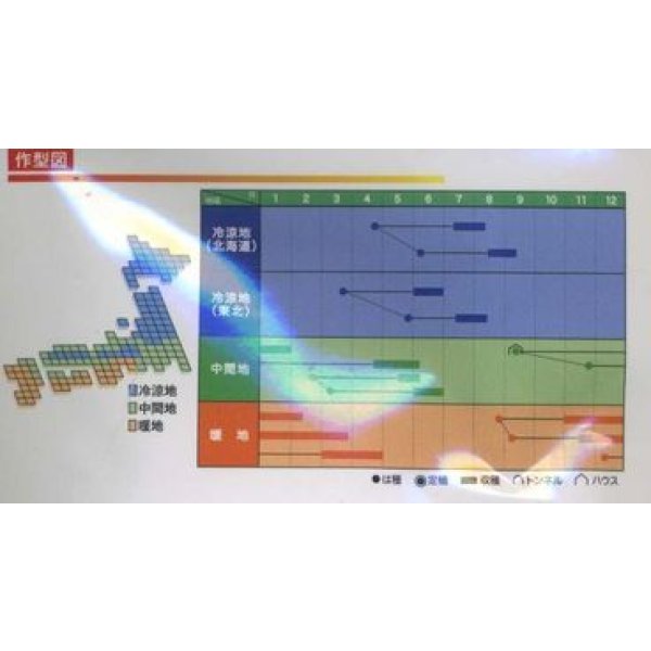画像2: 送料無料　[えんどう]　ニムラサラダスナップ　1dl(およそ240粒)　ヴィルモランみかど (2)