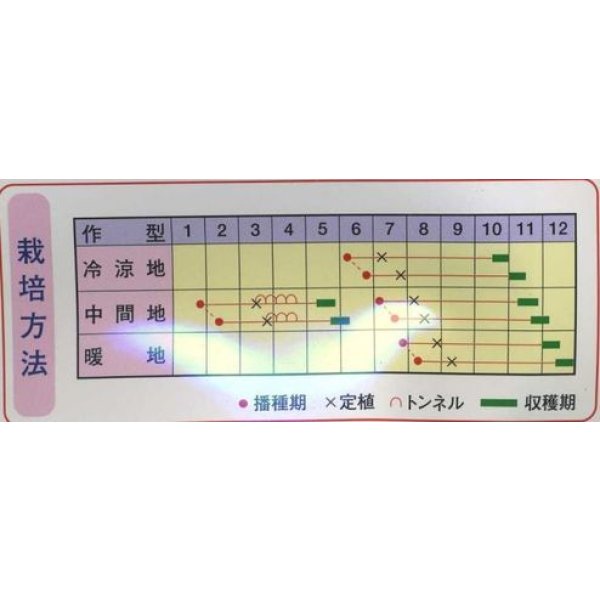 画像2: 送料無料　[カリフラワー]　パープルフラワー　コート　30粒　武蔵野交配 (2)
