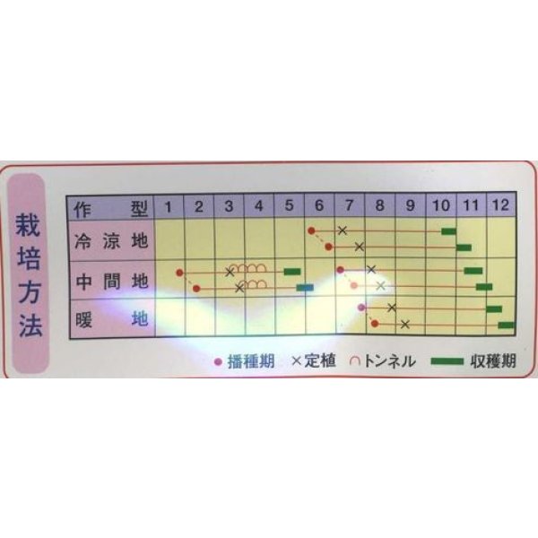 画像2: [カリフラワー]　パープルフラワー　裸種子 5ml（およそ660粒）（株）武蔵野種苗園 (2)