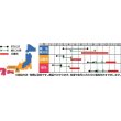 画像2: [ブロッコリー]　ピクセル　約100粒　サカタのタネ（株）　実咲400 (2)