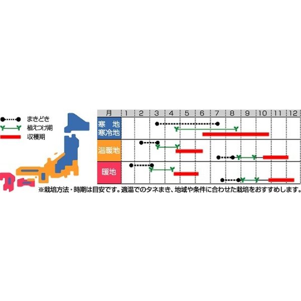 画像2: [ブロッコリー]　送料無料！　ピクセル　コート5000粒　サカタのタネ（株） (2)