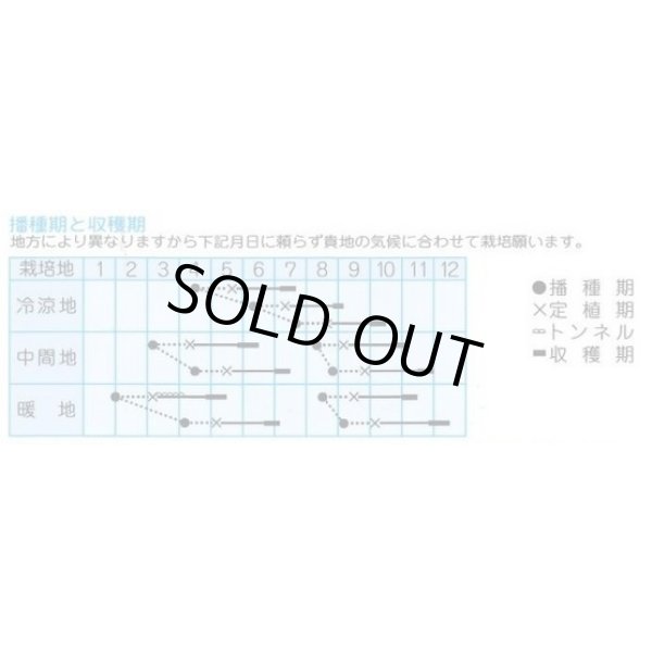 画像2: 送料無料　[レタス]　プレジデント　1ml　(株)タカヤマシード (2)