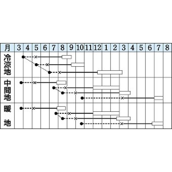 画像3: [キャベツ]　四季穫　2ml（約310粒）　タキイ種苗（株）　DF (3)