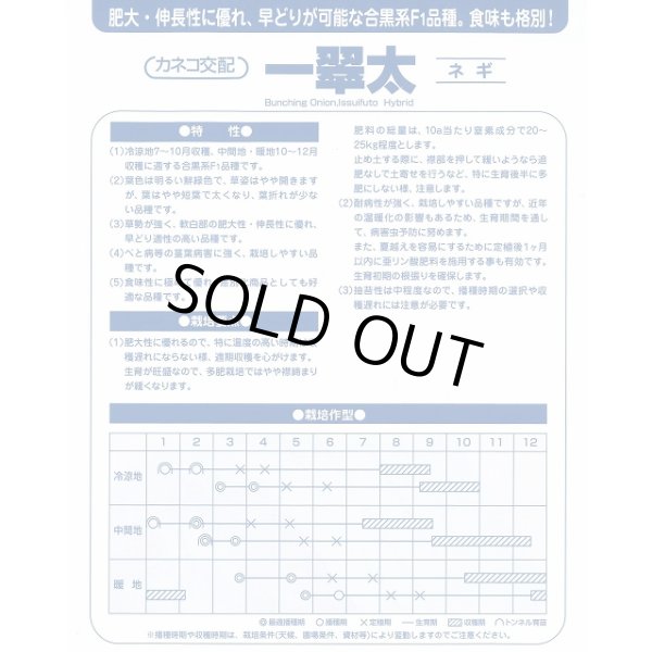 画像2: 送料無料　[ねぎ]　一翠太　20ml　カネコ種苗（株） (2)