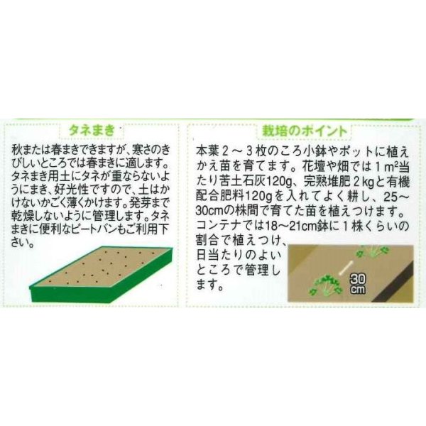 画像2: 送料無料　[ハーブの種]　イタリアンパセリ　約350粒　(株)サカタのタネ　実咲（003178） (2)