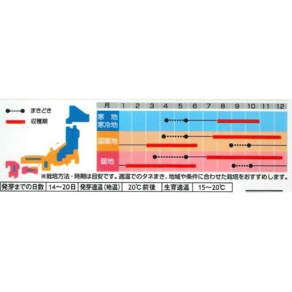 画像3: [ハーブの種]　イタリアンパセリ 　約350粒　　サカタのタネ　実咲 (3)