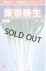 画像: 送料無料　[ねぎ]　東京晩生　20ml　渡辺農事(株)