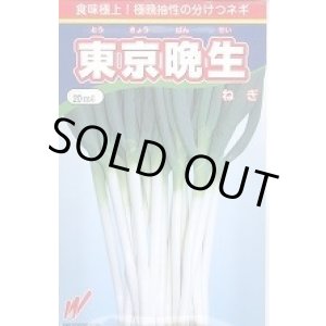 画像: 送料無料　[ねぎ]　東京晩生　20ml　渡辺農事(株)