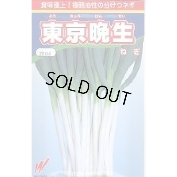 画像1: 送料無料　[ねぎ]　東京晩生　20ml　渡辺農事(株) (1)