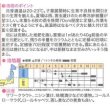 画像2: [キャベツ]　超大球　1ml　トキタ種苗（株） (2)