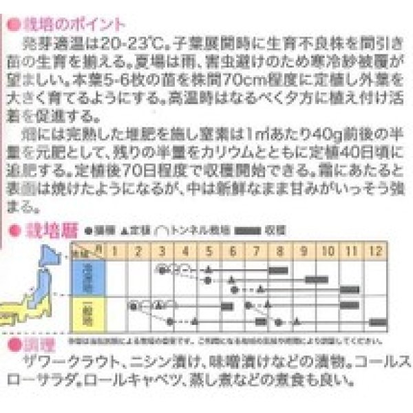 画像2: [キャベツ]　超大球　1ml　トキタ種苗（株） (2)