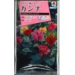 画像1: 花の種　カンナ　トロピカル　サマーミックス　小袋　タキイ種苗（株） (1)