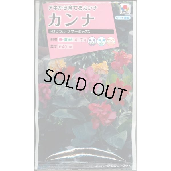 画像1: 送料無料　花の種　カンナ　トロピカル　サマーミックス　小袋　タキイ種苗(株)NL300 (1)