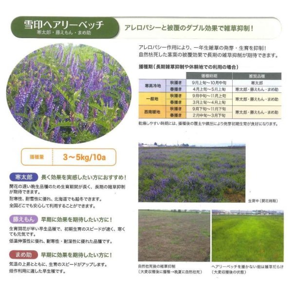 画像5: [緑肥]　ヘアリーベッチ　寒太郎　(サバン)　1kg　雪印種苗(株) (5)