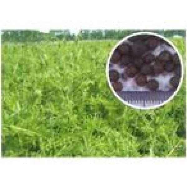 画像3: [緑肥]　ヘアリーベッチ　寒太郎　(サバン)　1kg　雪印種苗(株) (3)