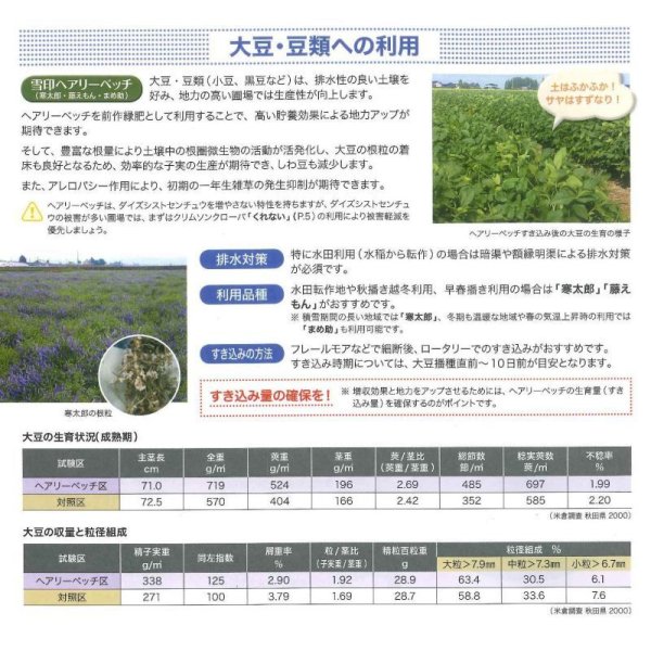画像4: [緑肥]　ヘアリーベッチ　寒太郎　(サバン)　1kg　雪印種苗(株) (4)